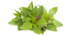 basilic_thai